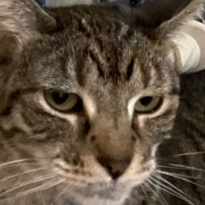 Meet your Posher, Tawny